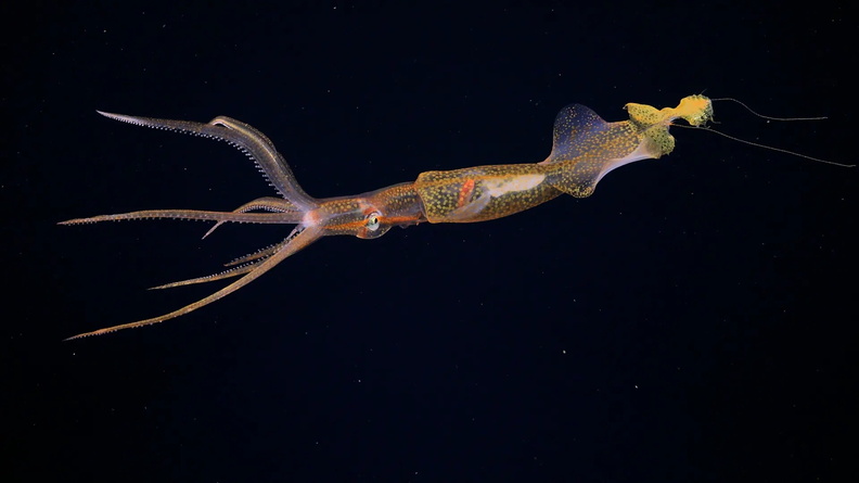 Squid (Grimalditeuthis), Galapagos, Ecuador
